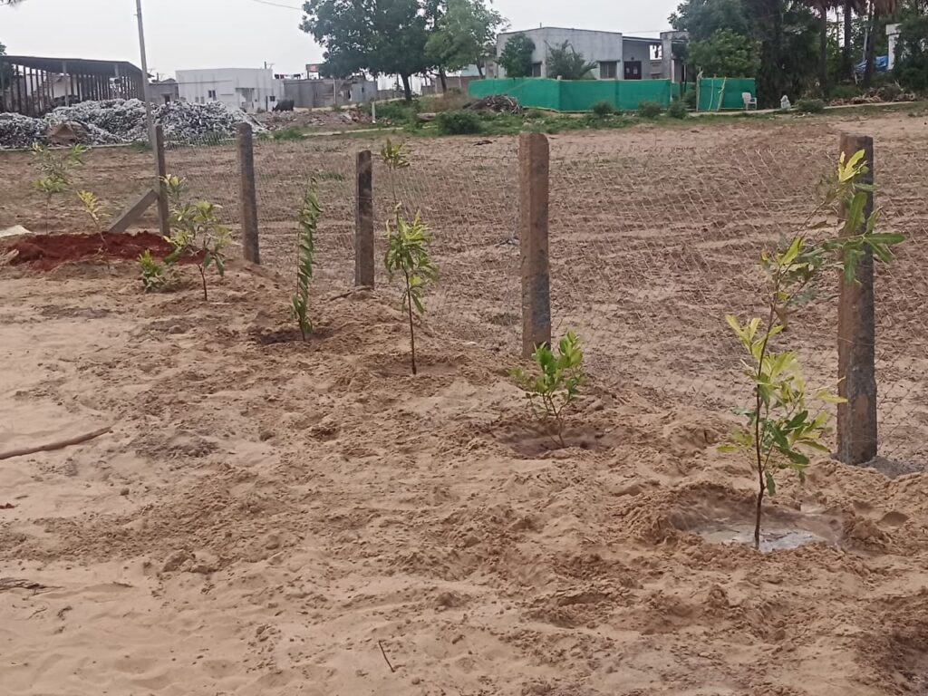 Newly planted Macadamia trees along fenced plot at Ankuraa Developers' venture in Machilipatnam.