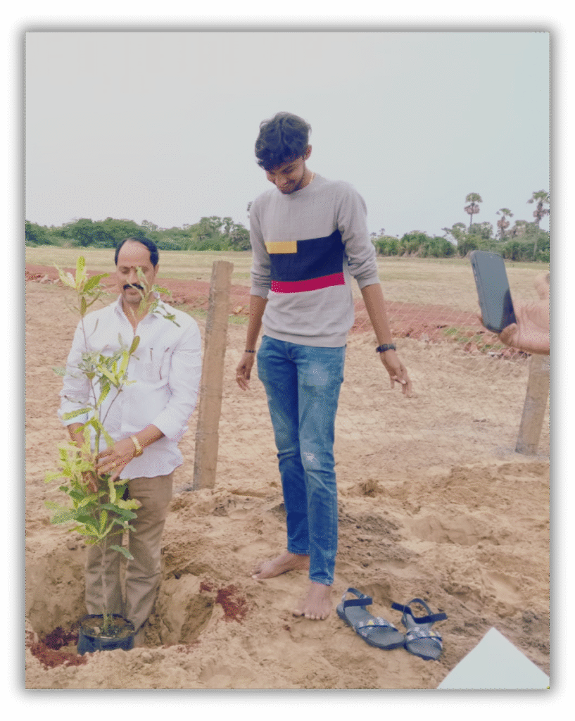 Macadamia plantation image